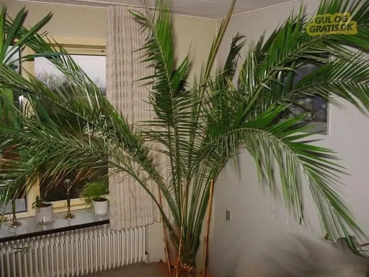 Billede 1 - Phønix palme