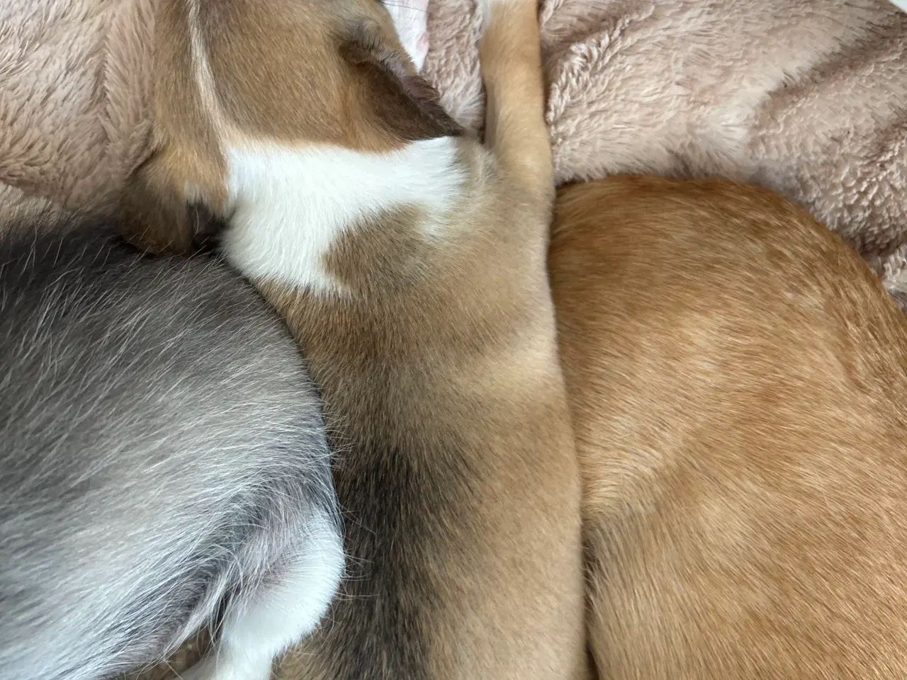 Billede 2 - Korthåret Chihuahua 