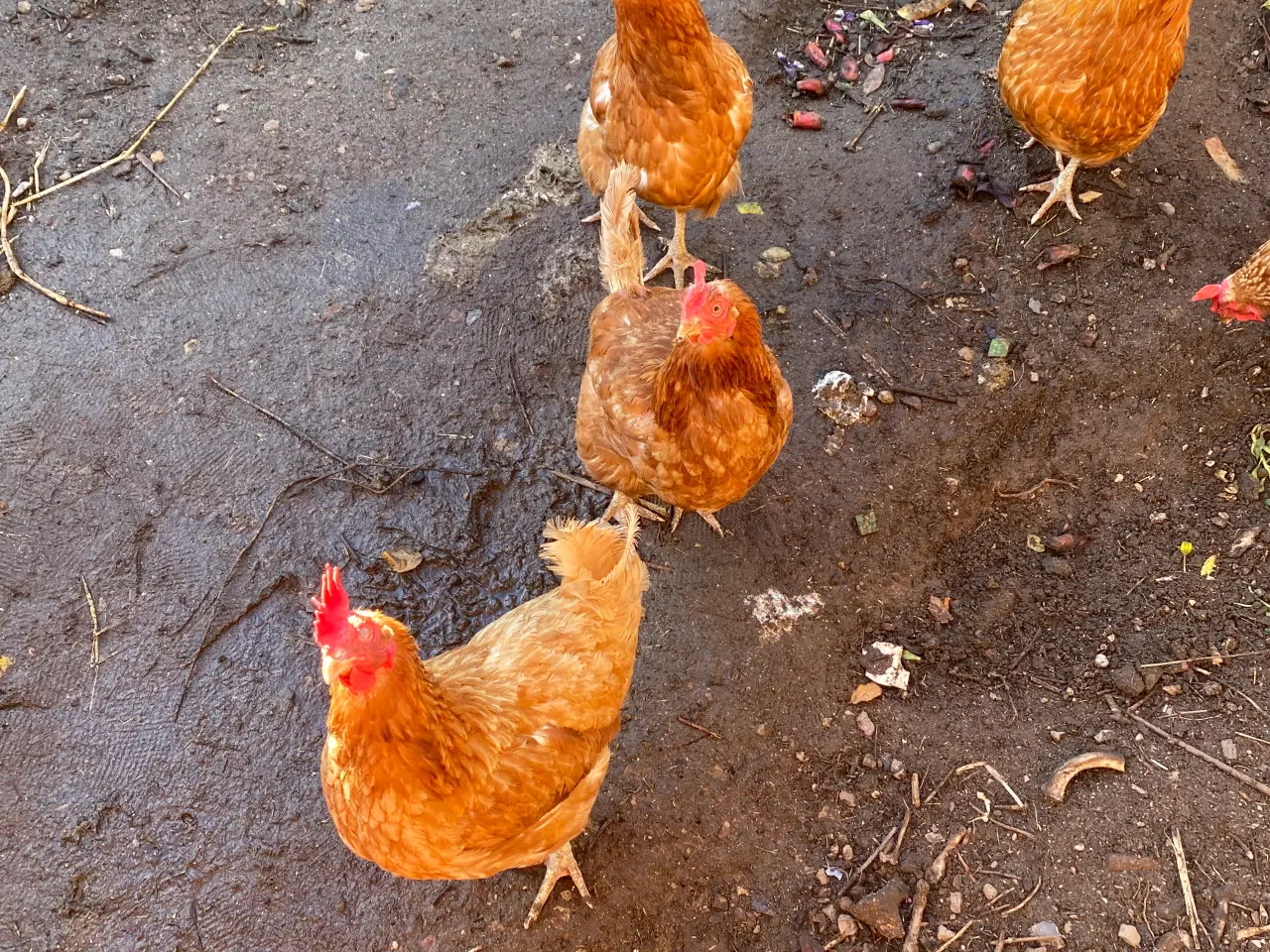 Billede 1 - 8 stk. Hobbyhøns, 2 år gamle sælges