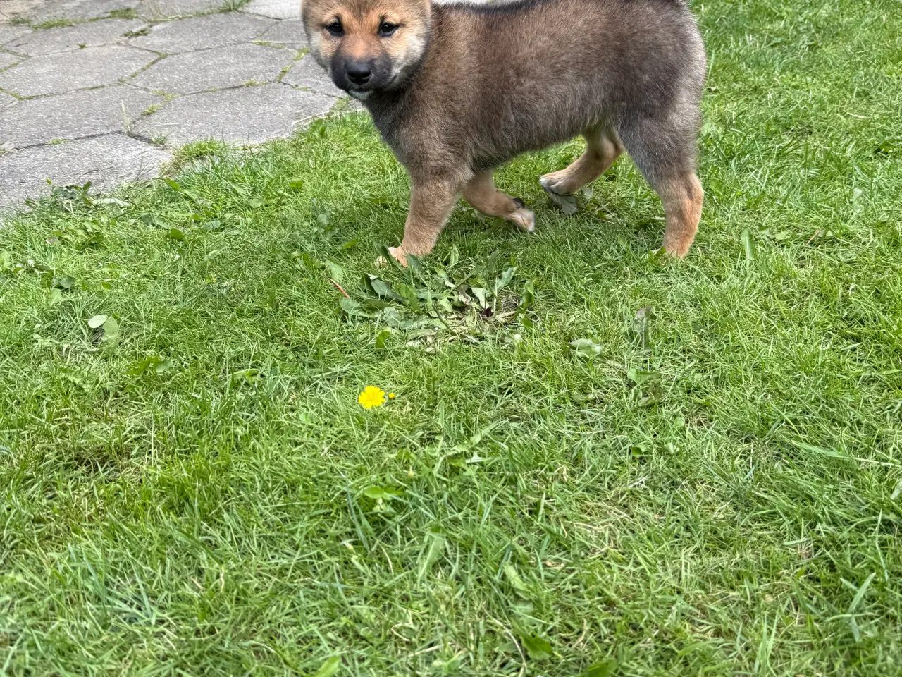 Billede 2 - Shiba inu hvalpe
