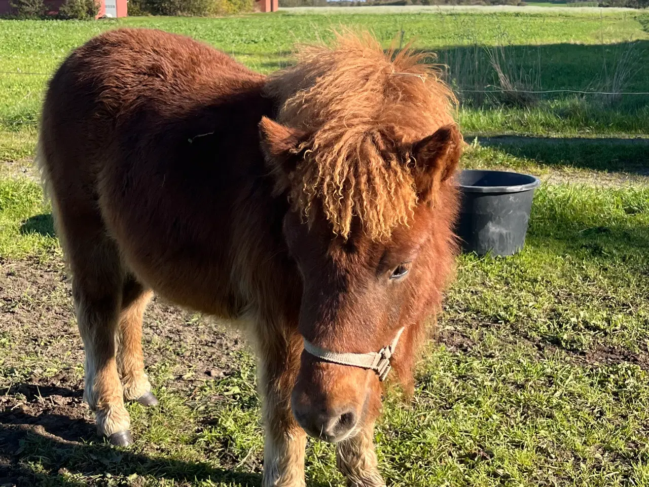 Billede 3 - Shetlænder hoppe
