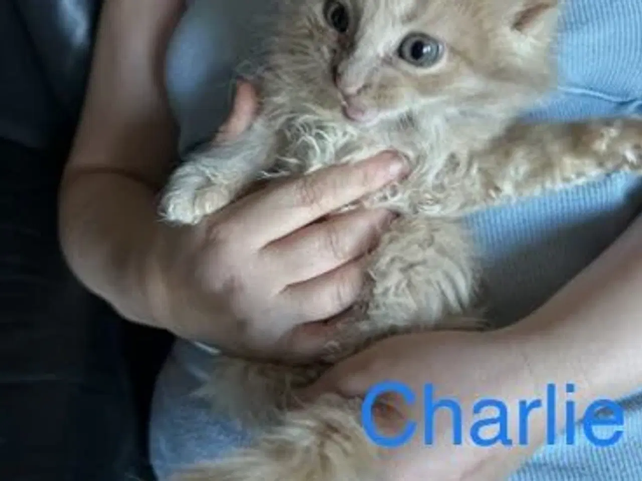 Billede 2 - Maine coon killing unden travle