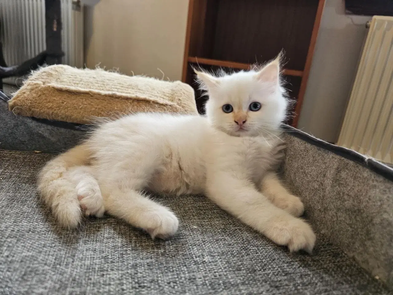 Billede 3 - Hellig birma/ragdoll blandinger 