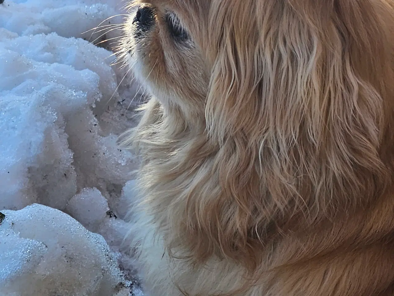 Billede 1 - Pekingeser han tilbudes til parring 