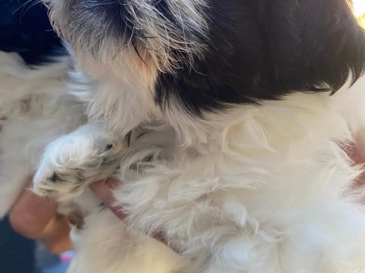 Billede 2 - Shih Tzu Hvalpe søger sin nye familie!