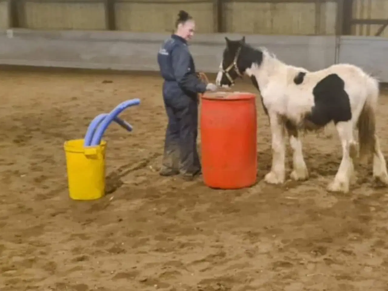Billede 4 - Irish cob vallak Danmarks roligste