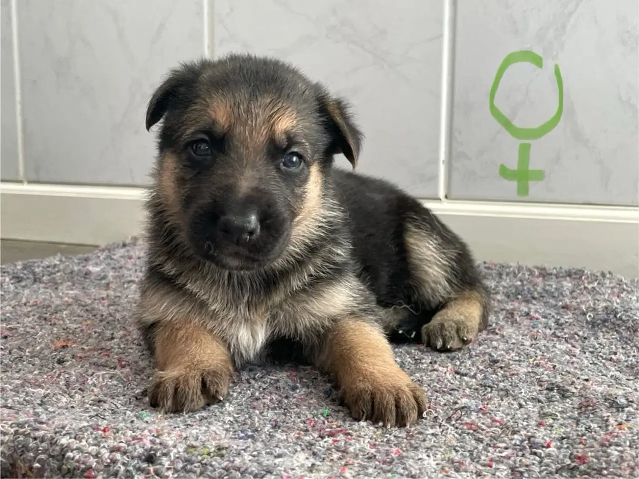 Billede 2 - Skønne schæferhundehvalpe