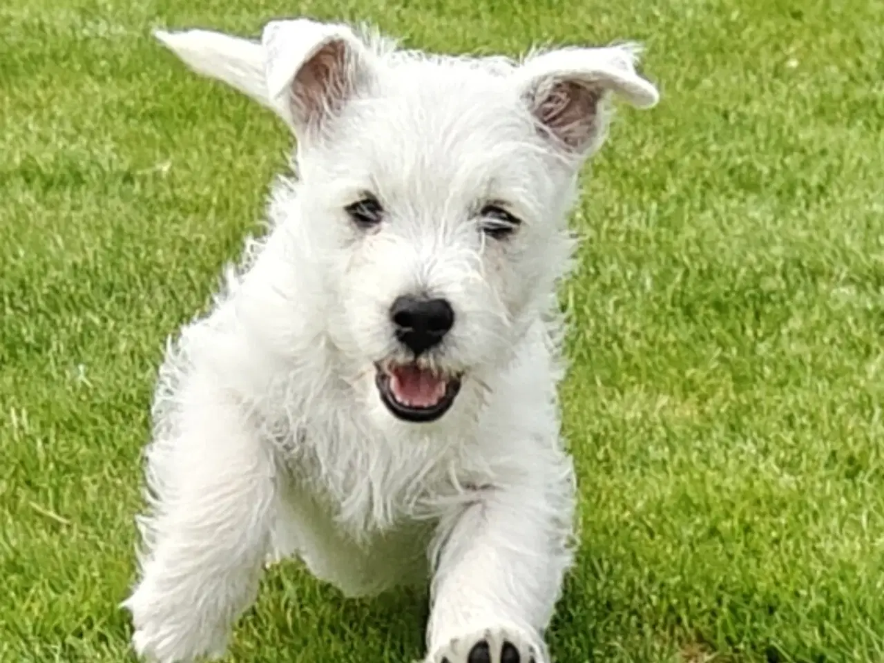 Billede 7 - Westie en han tilbage 