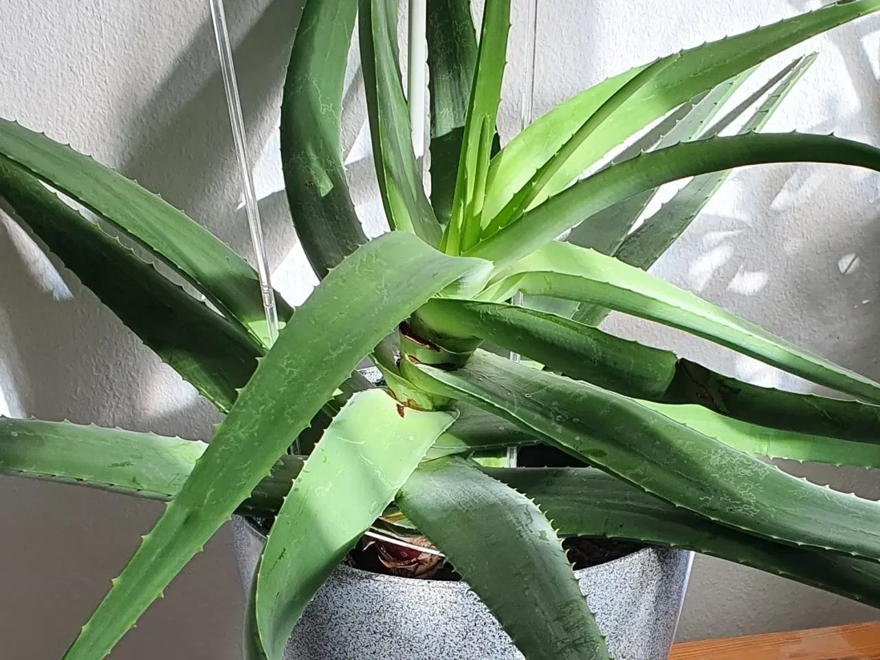 Billede 1 - Stueplante, Aloe Vera