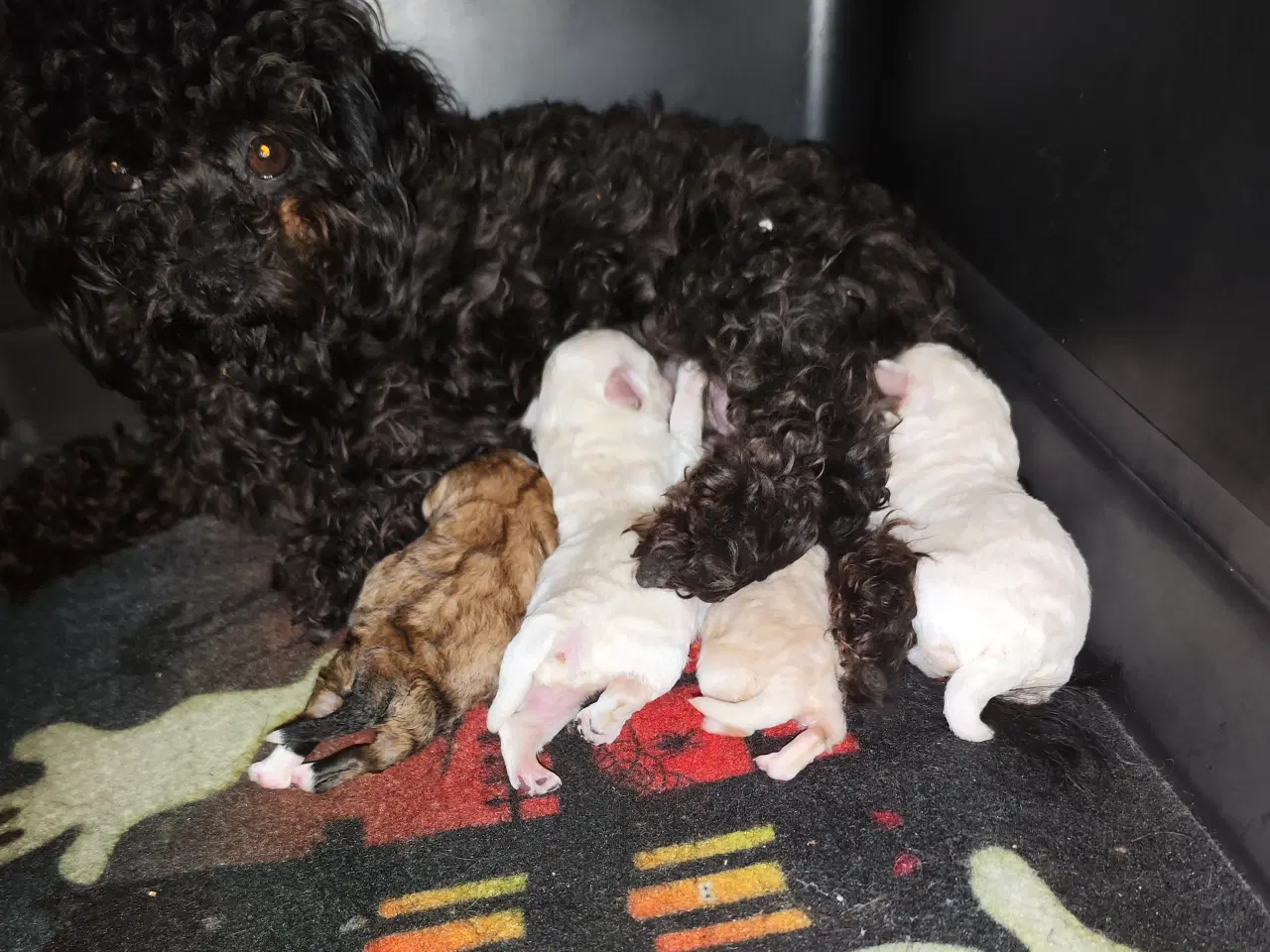 Billede 6 - 3 entzückende reinrassige Bolonka Zwetna Welpen  