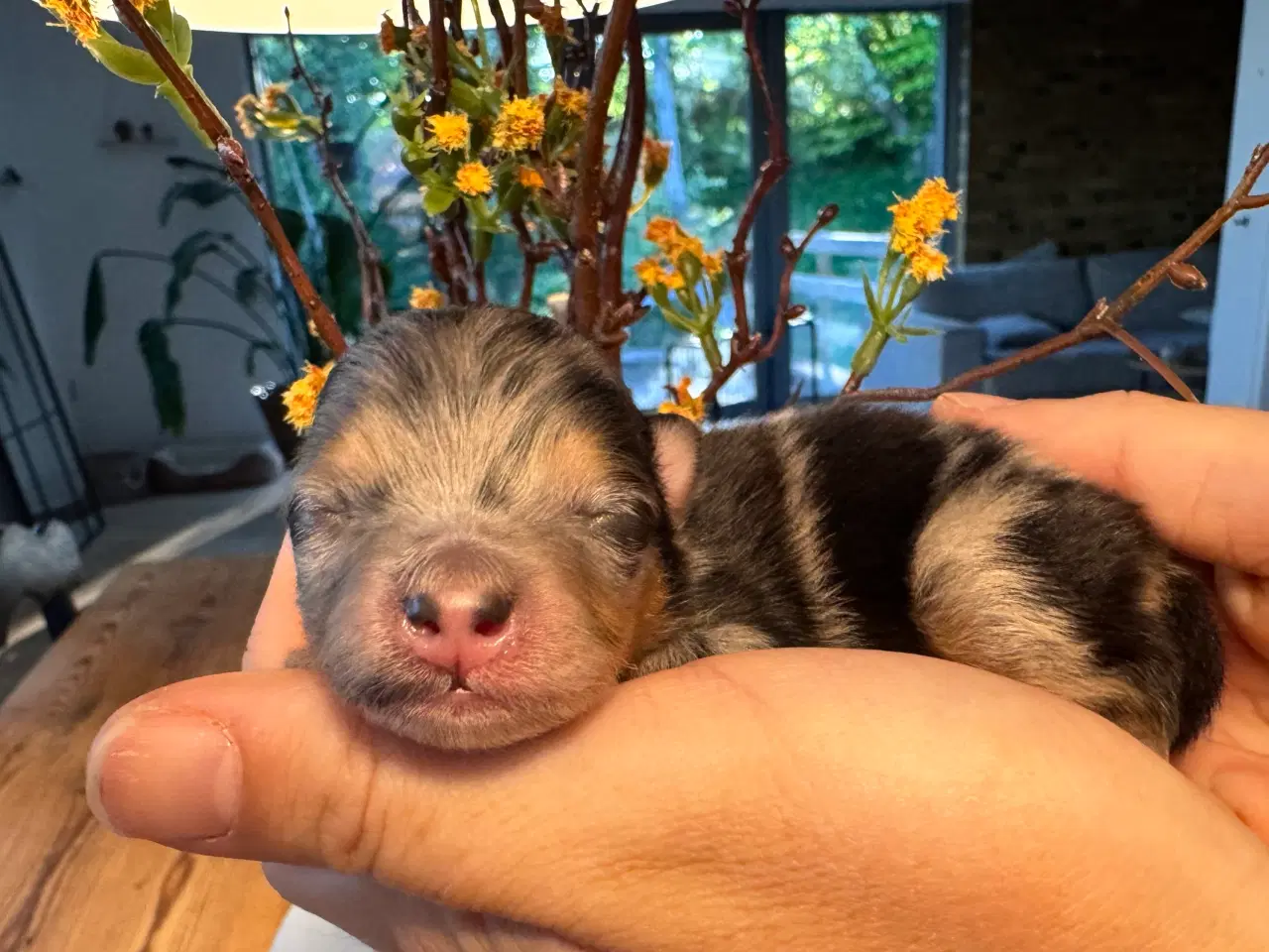 Billede 14 - Pomeranian Merle 