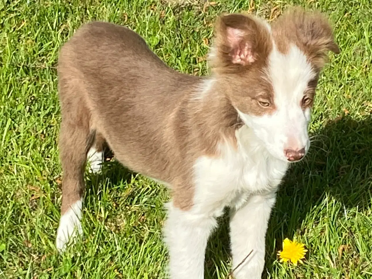 Billede 19 - Border collie