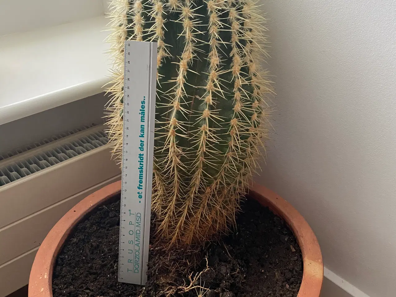 Billede 1 - Kaktus - >18 år gammel.