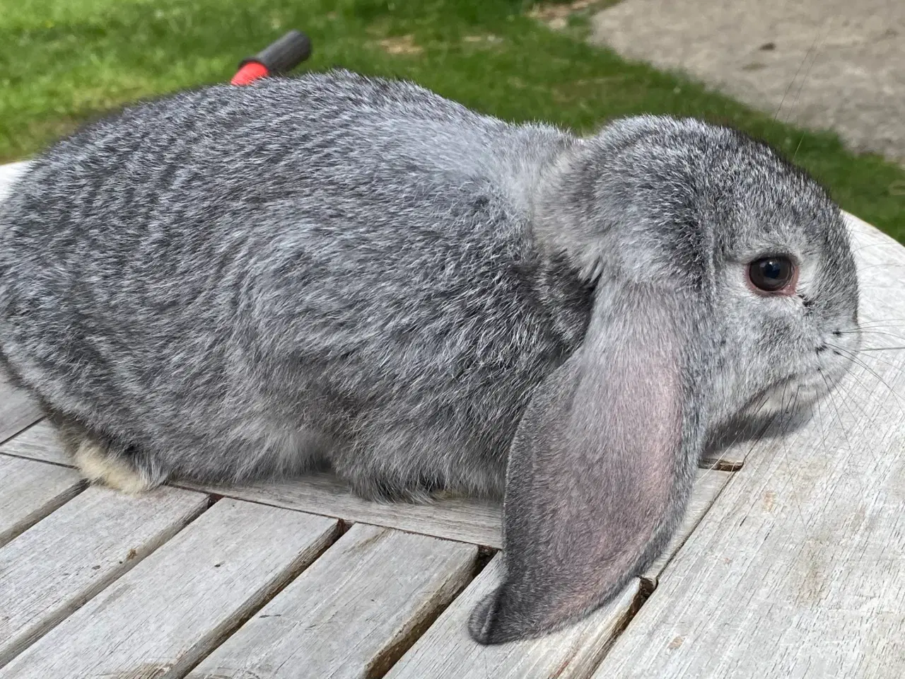 Billede 7 - FRANSK VÆDDER HAN CHINCHILLA