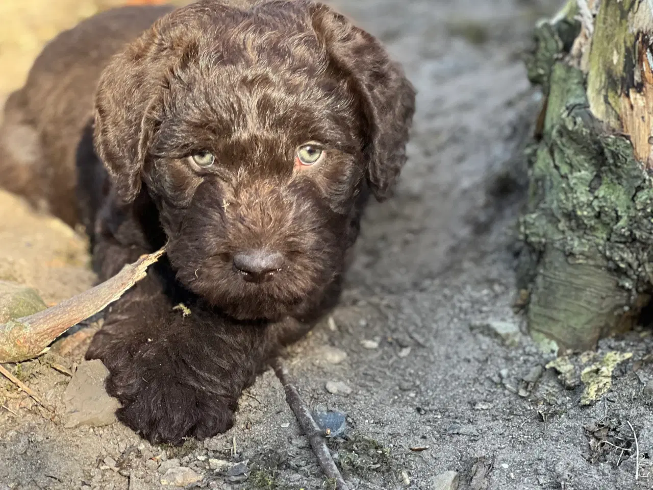 Billede 9 - Labradoodle første generation