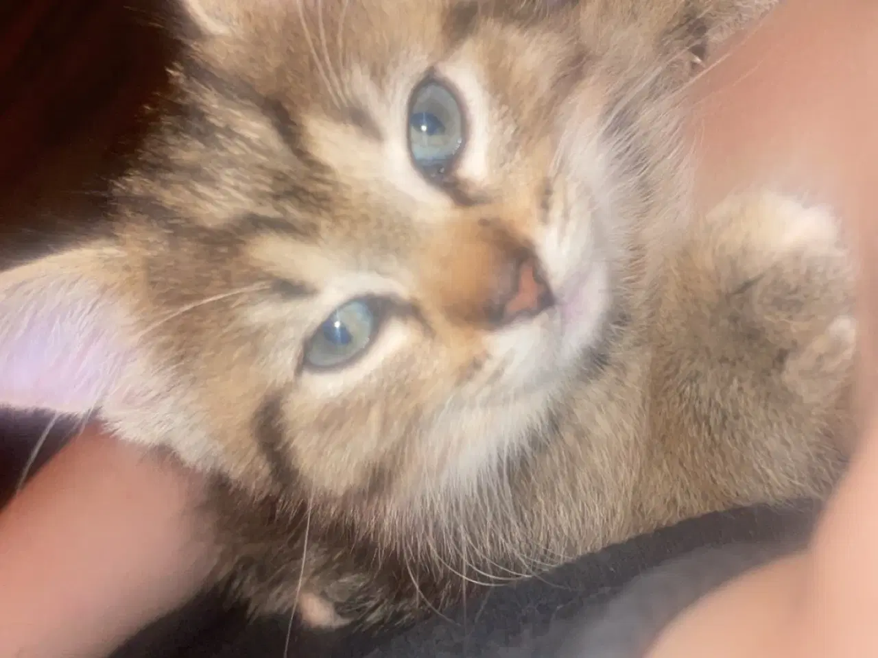 Billede 1 - Killinger halv ragdoll