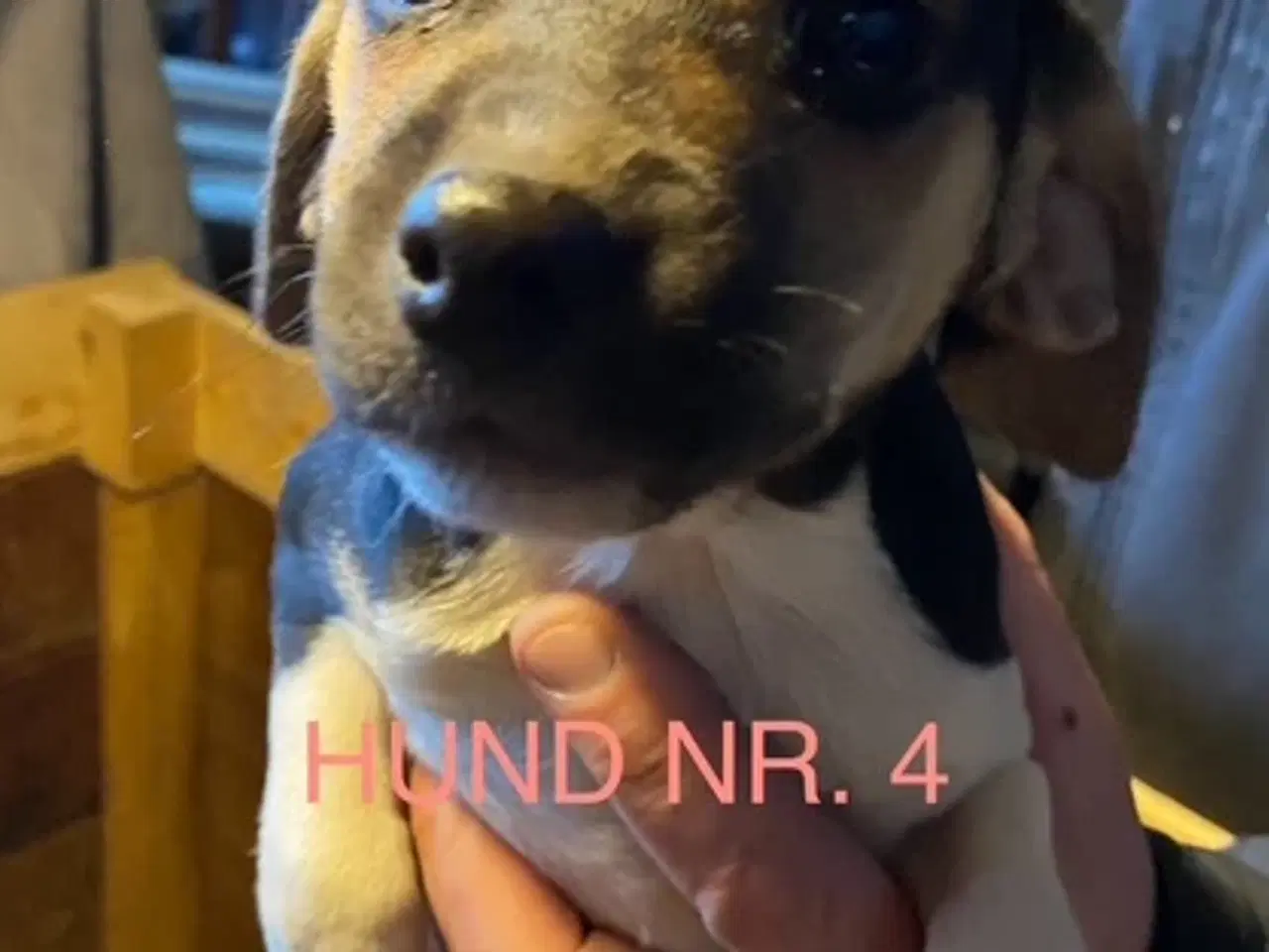 Billede 4 - Hunde hvalpe sælges