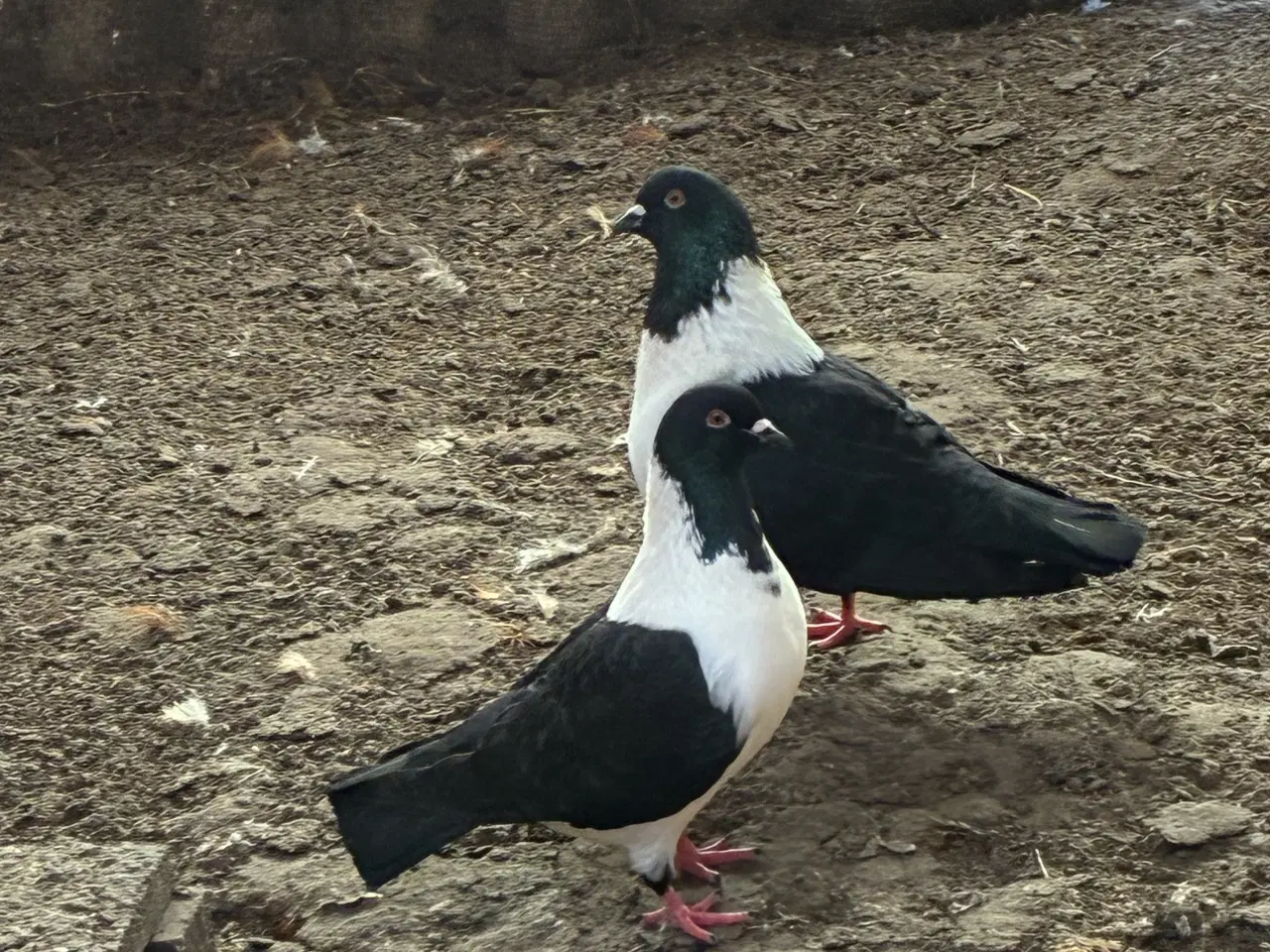 Billede 2 - Race due