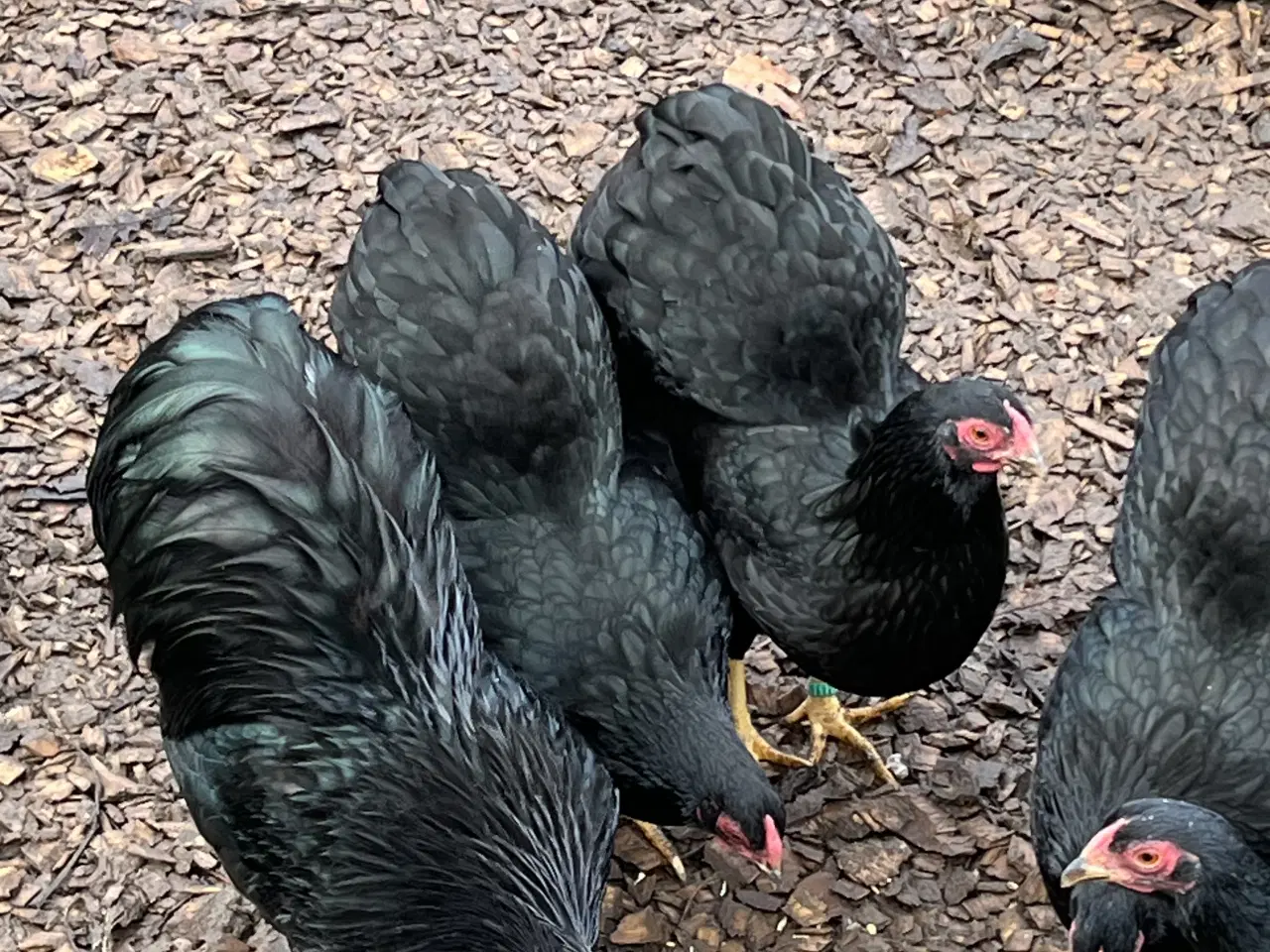 Billede 2 - Dværg Wyandotter 