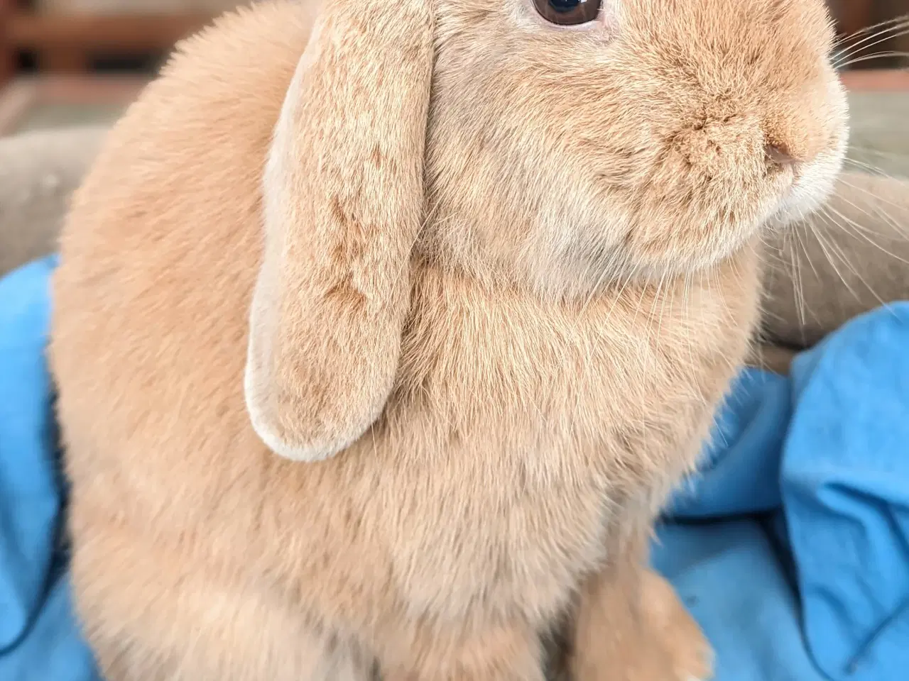Billede 2 - Kastreret minilop kanin