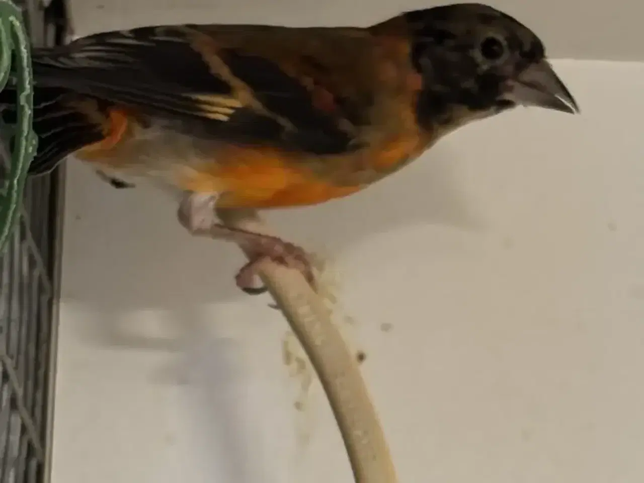 Billede 1 - Kapuziner sisken 