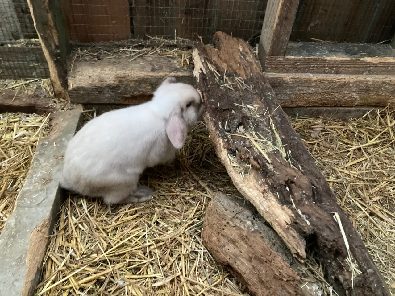 Billede 5 - Minilop Hun kanin søger nyt hjem