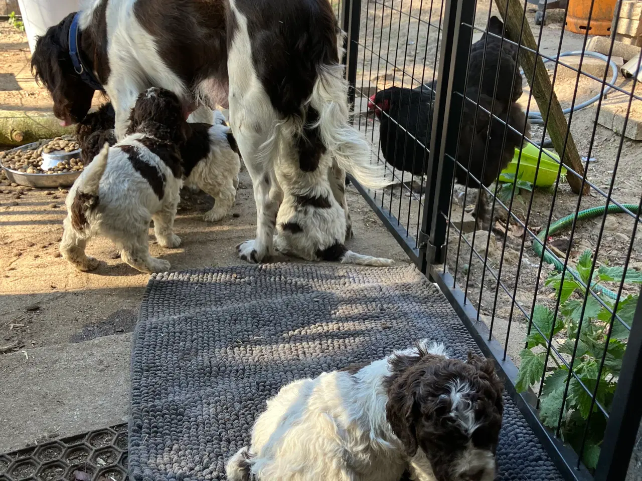 Billede 6 - Kleiner münsterländer/ Lagotto Romagnolo hvalpe 