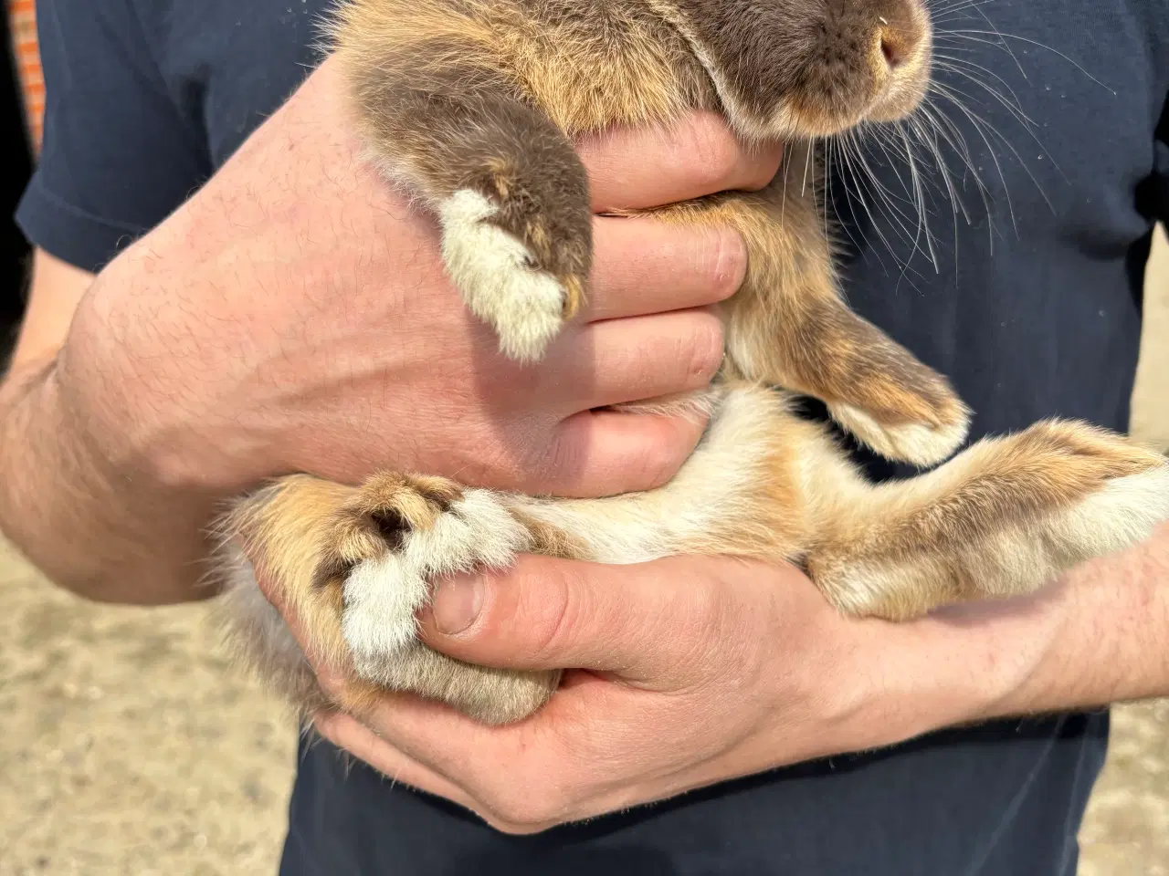 Billede 4 - Sød og tam kaninunge