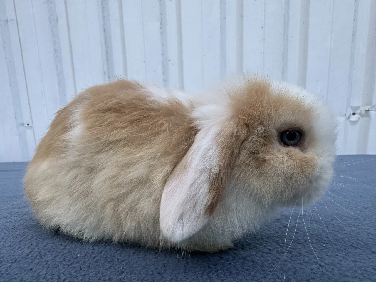 Billede 4 - Mini lop hankanin