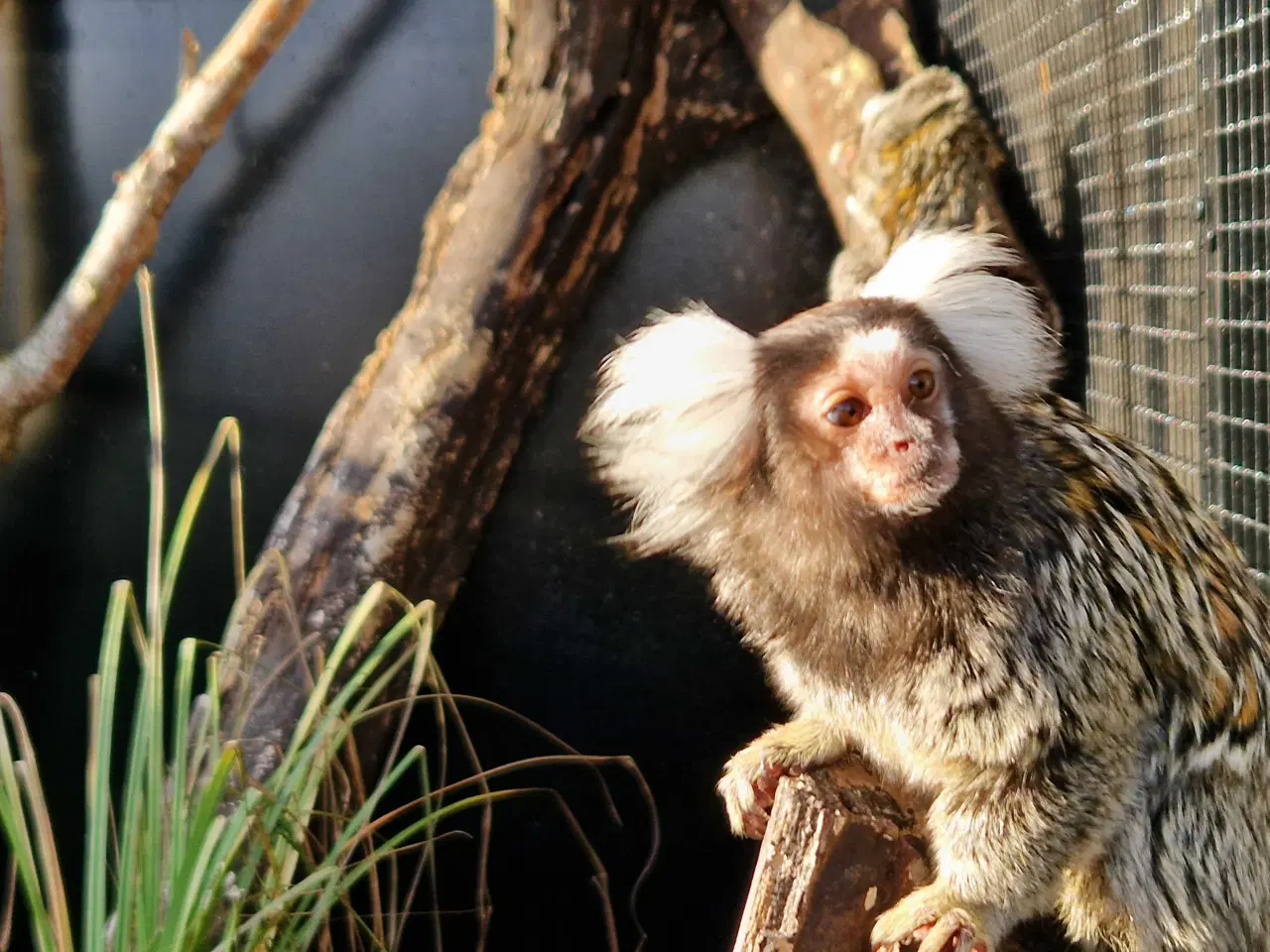 Billede 3 - Hvidøret Silkeaber 