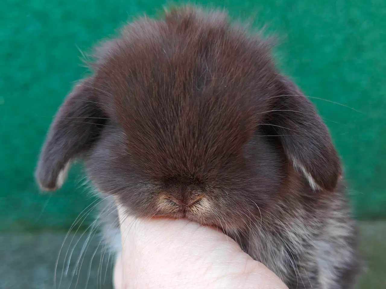 Billede 9 - Minilop hununge