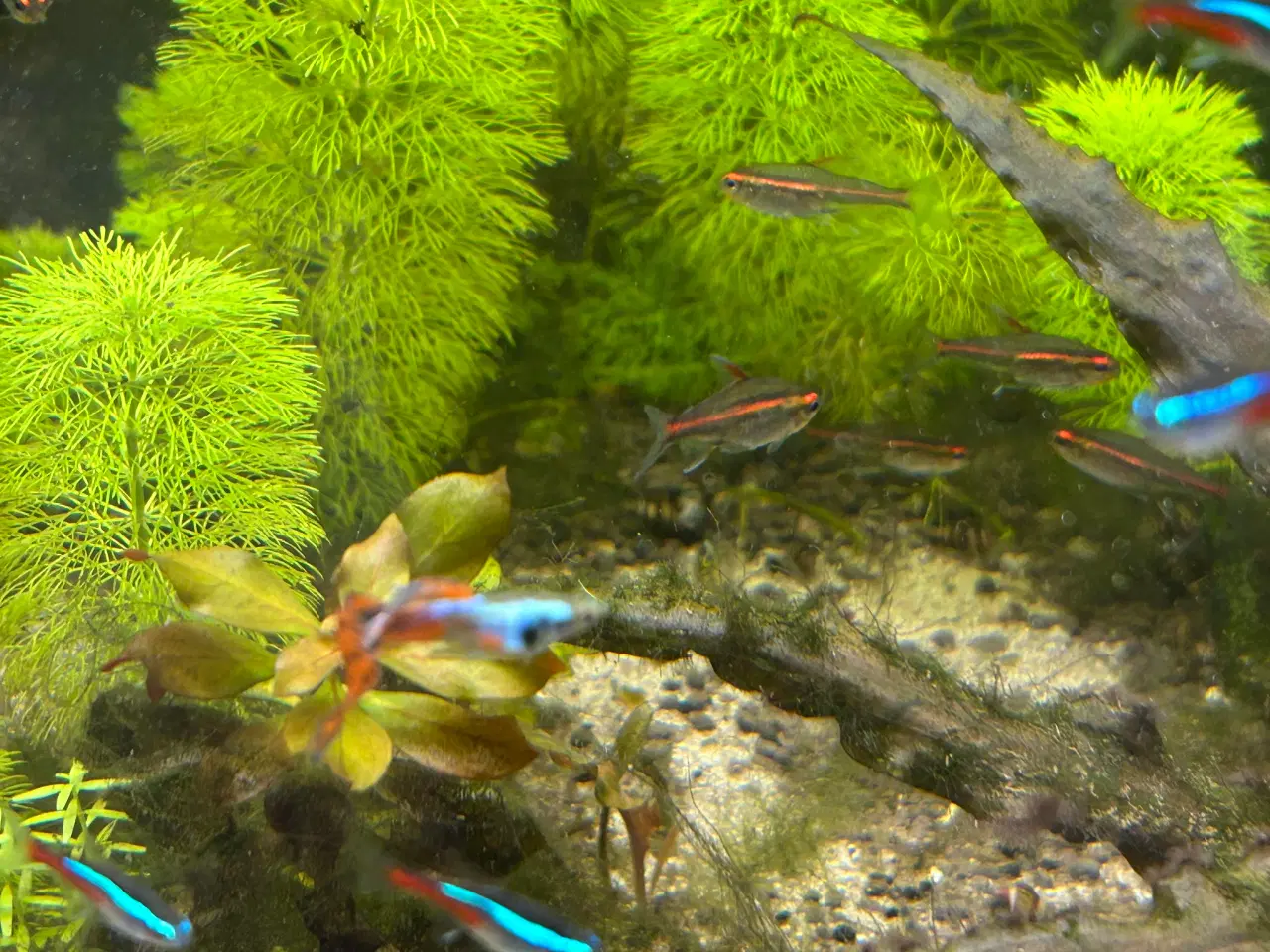 Billede 5 - 🐟 Neonfisk sælges – god stimepris | Viby J