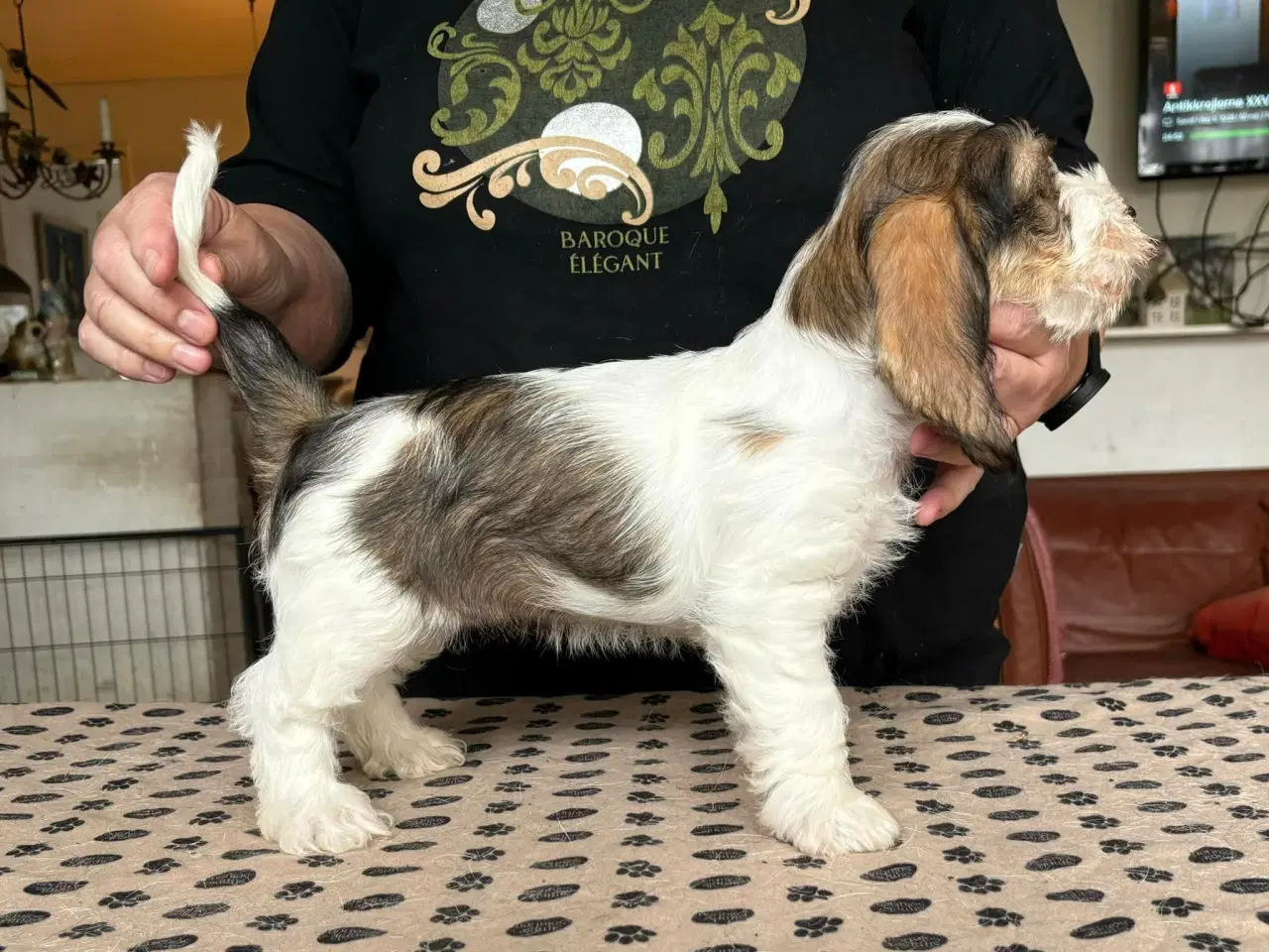 Billede 2 - Petit Basset Griffon Vendeen hvalpe