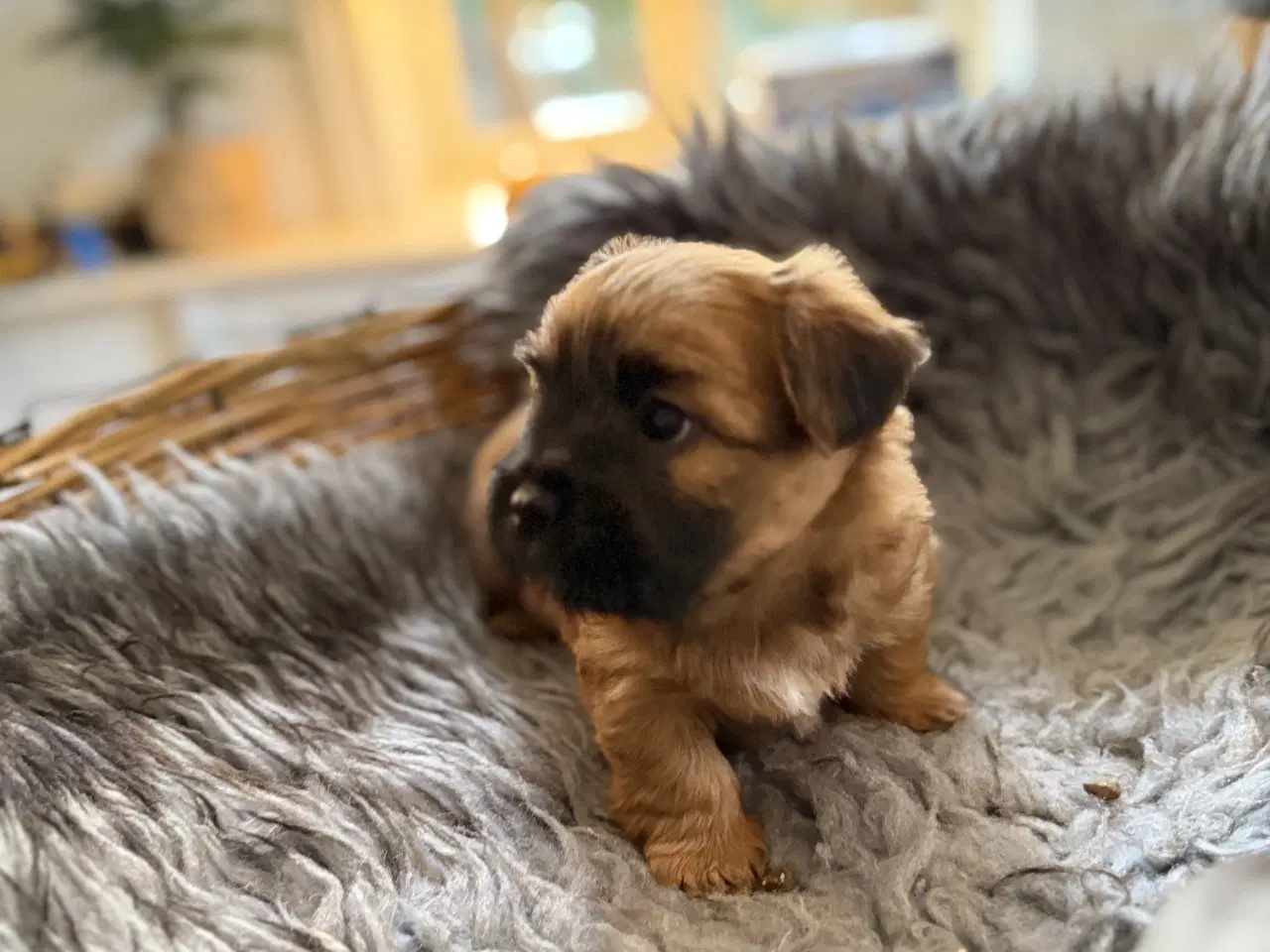 Billede 6 - Små chokoladefarvede uldtotter 🤎