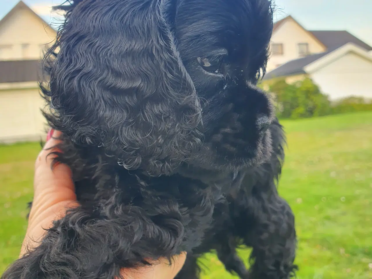 Billede 7 - Amerikansk cocker spaniel valper født 10 juni til 