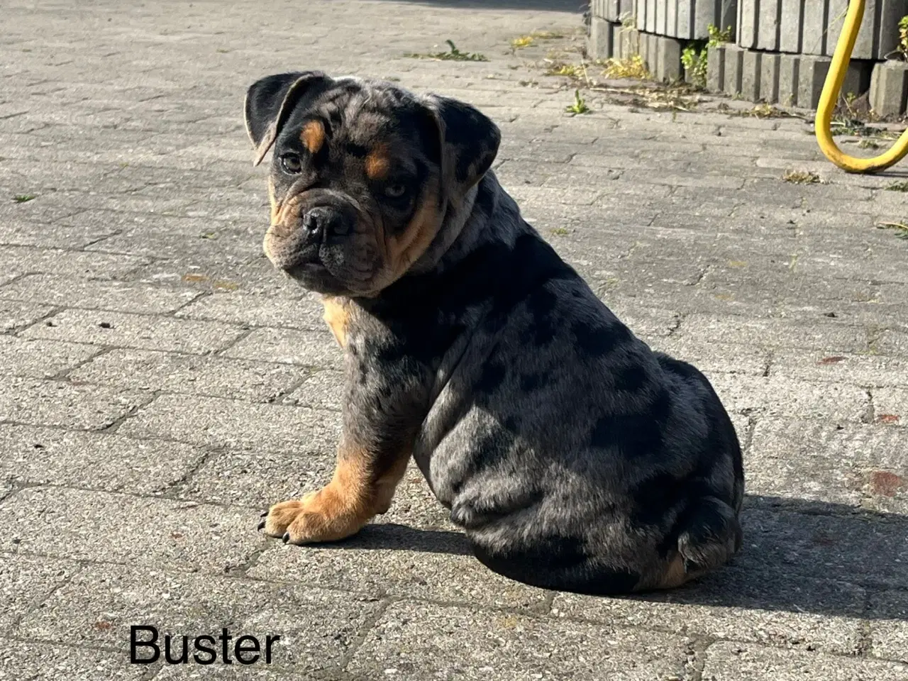 Billede 3 - OLD ENGLISH BULLDOG