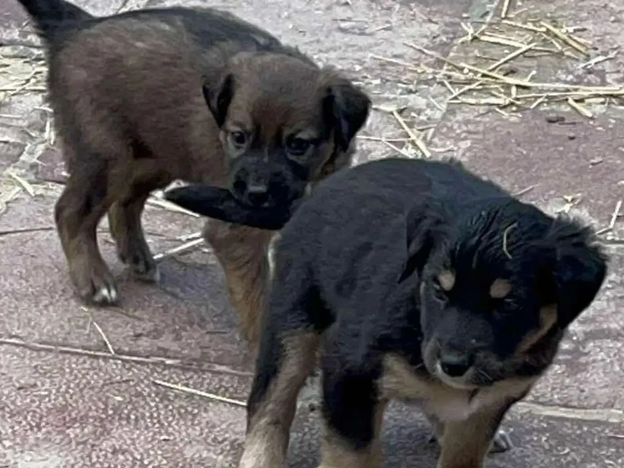 Billede 3 - Sugar søger sin egen familie🩷