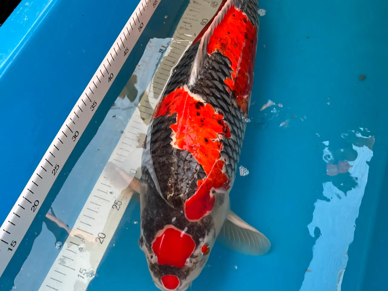 Billede 1 - Koi Goshiki