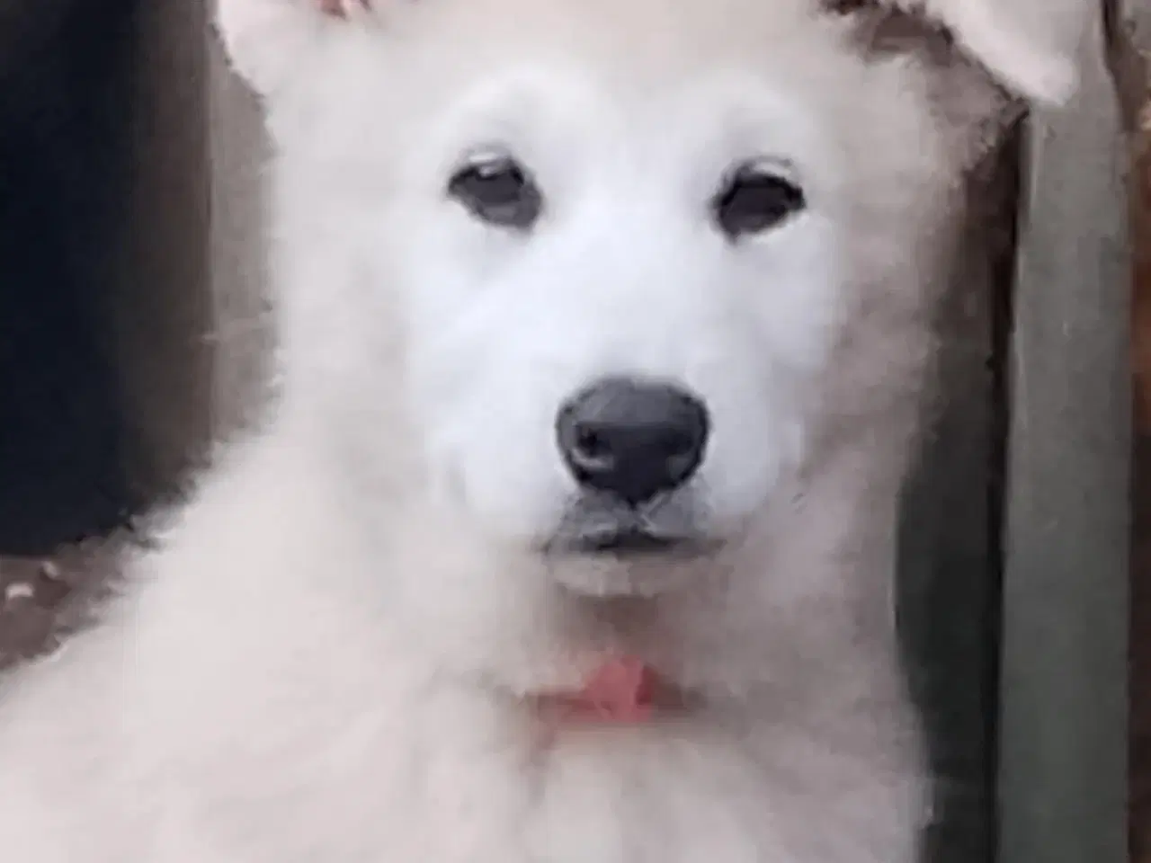 Billede 4 - Husky blandinger 