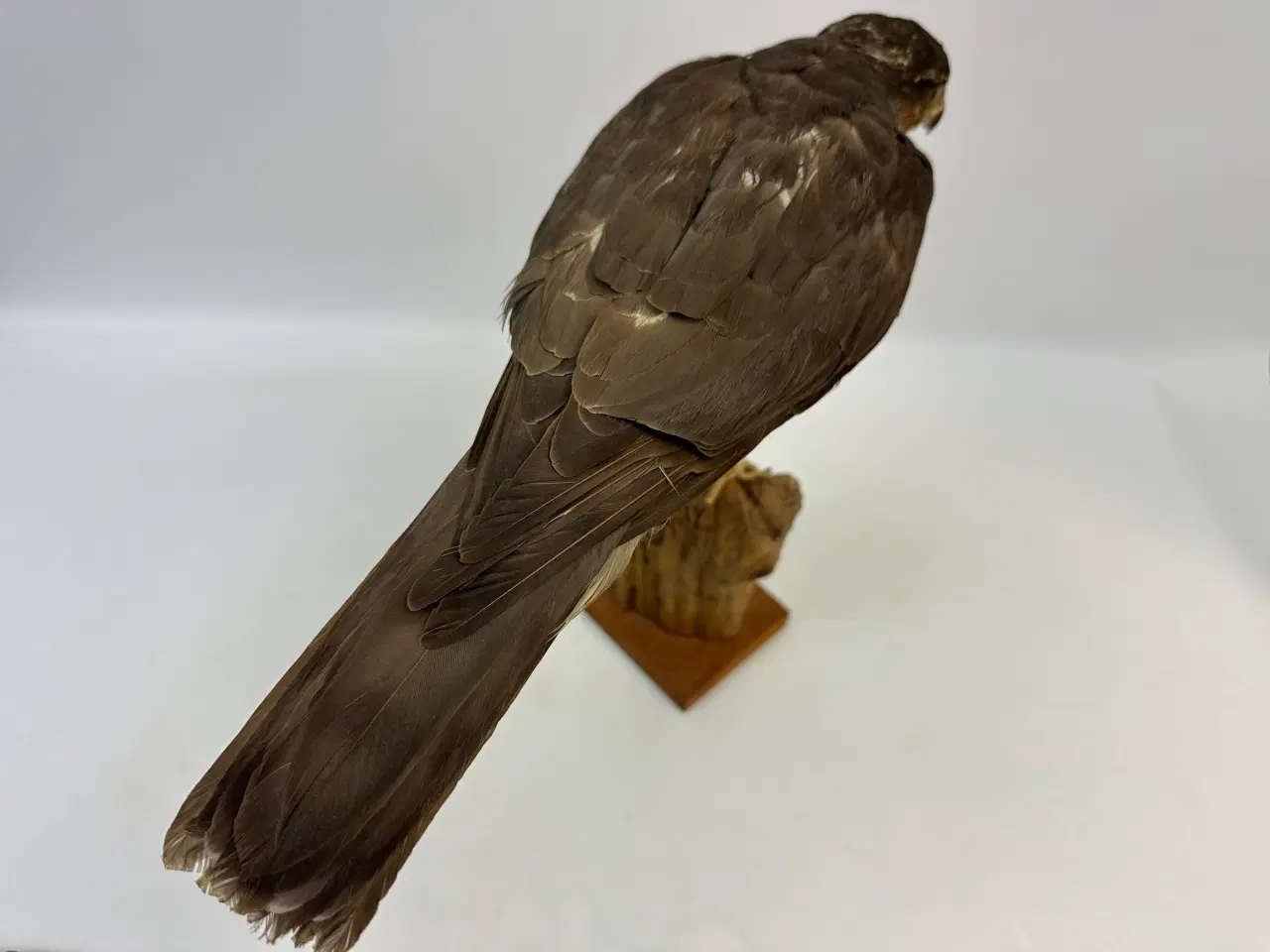 Billede 1 - Udstoppet Spurvehøg