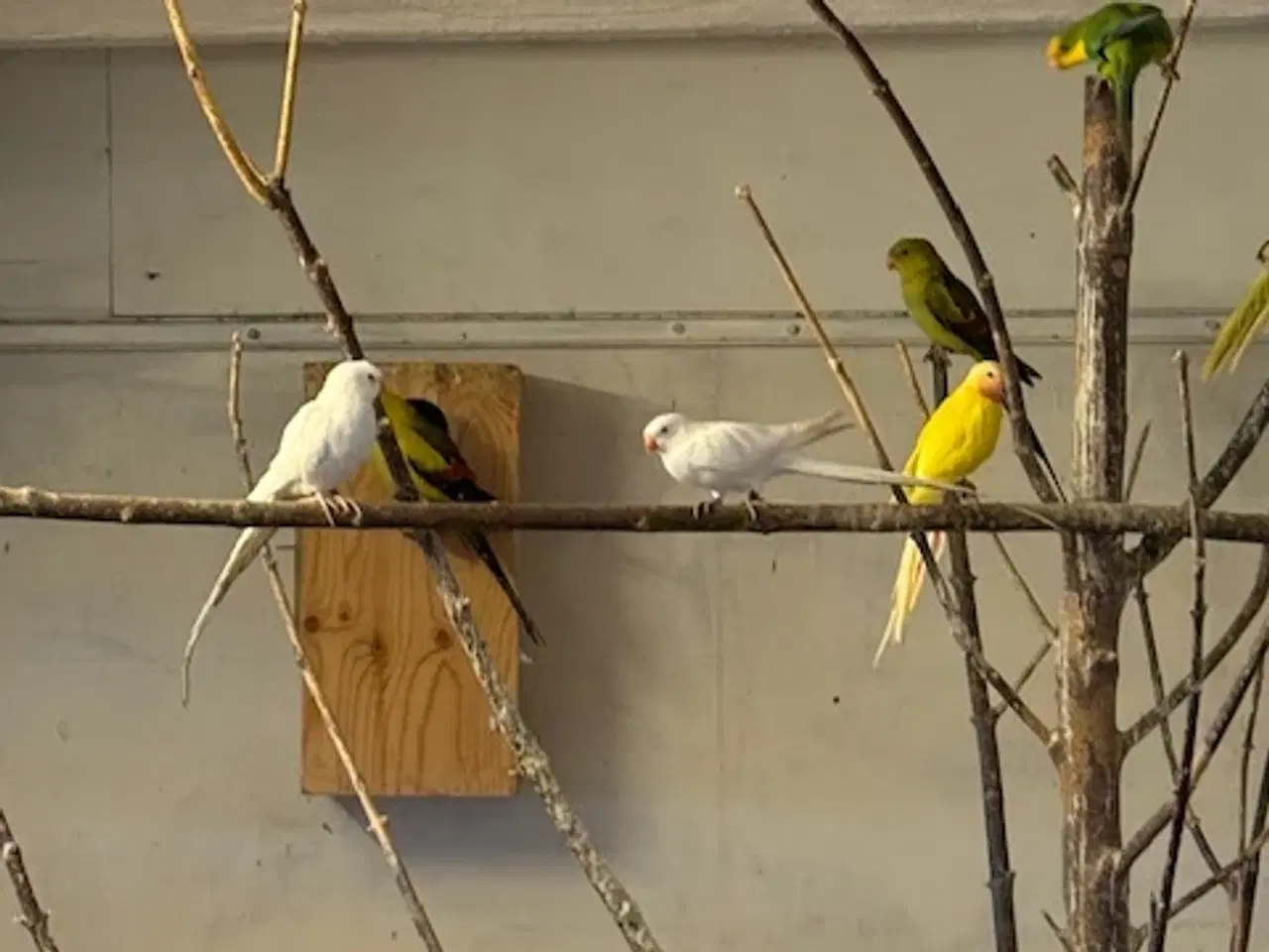 Billede 3 - Prinsesseparakitter i hvid -  blå og gul 