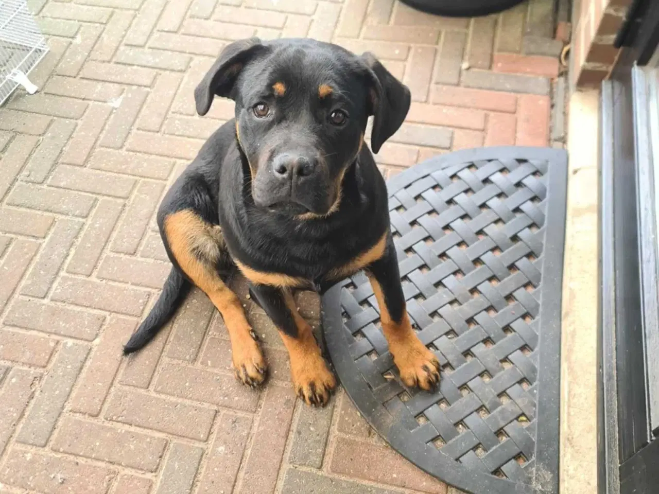 Billede 1 - Rottweiler 
