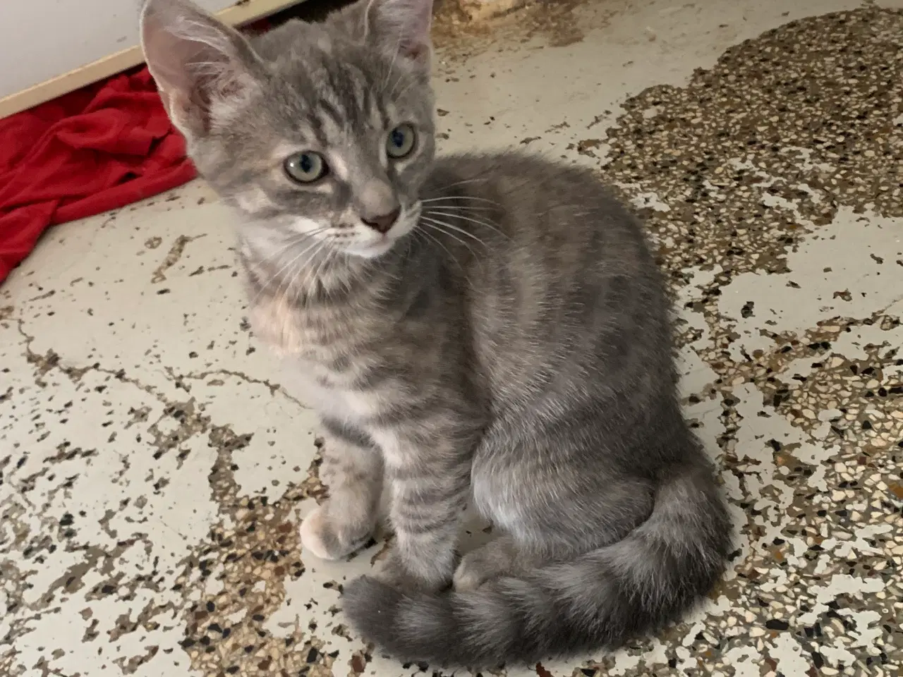 Billede 3 - 25 % mainecoon killinger sælges