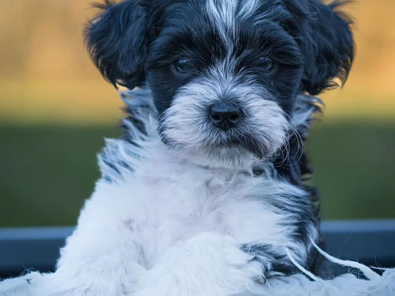 Billede 4 - Doodle Bamser