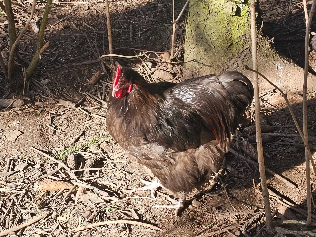 Billede 6 - 2 Chokolade orpington haner 
