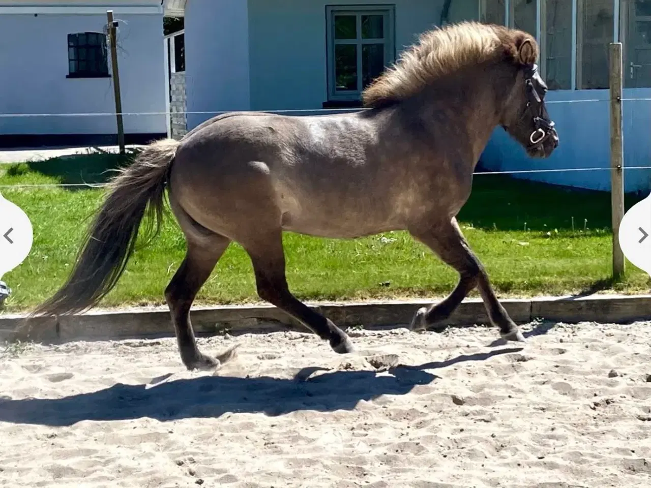 Billede 4 - Smuk sortblak hoppe