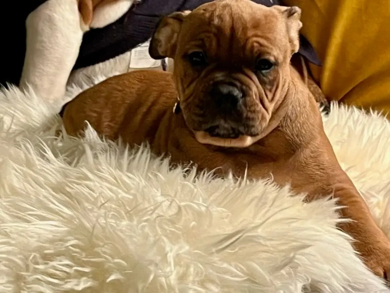 Billede 7 - Old english bulldog