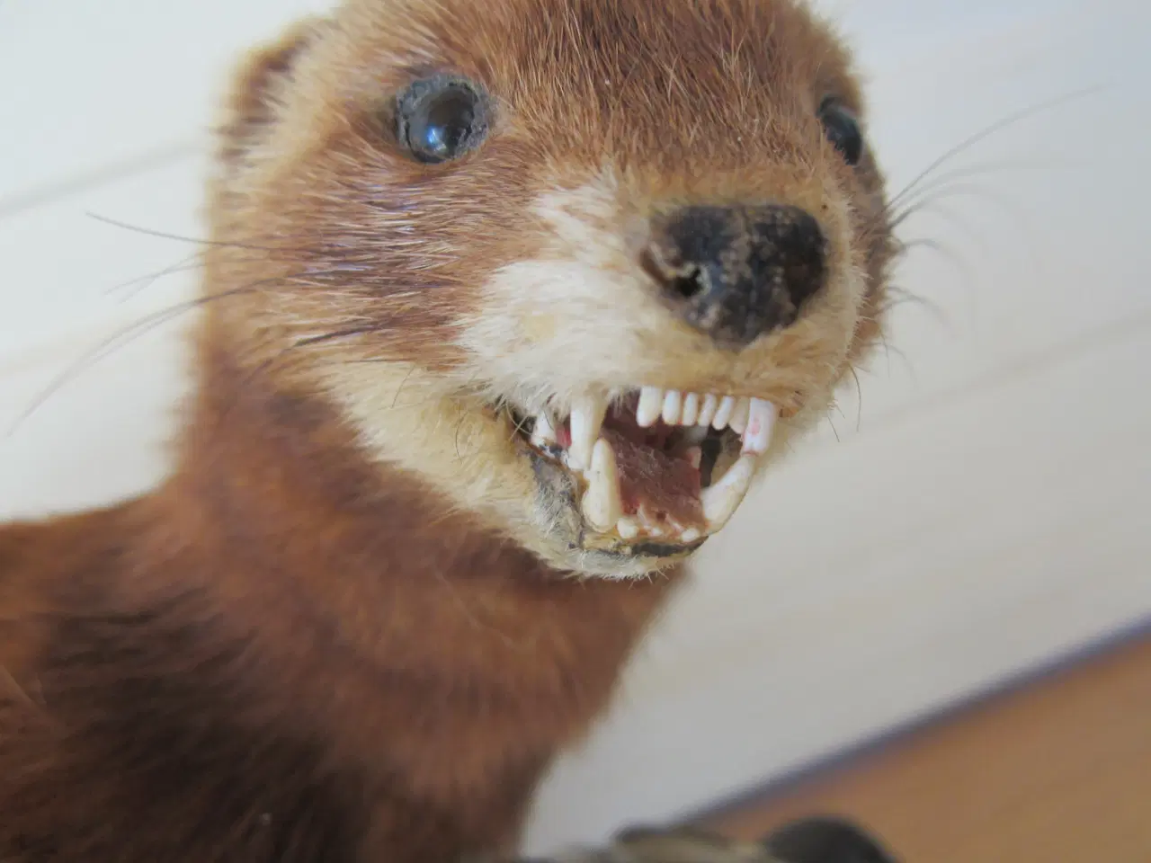 Billede 6 - Rigtig fin udstoppet Ilder med en fugl. se billede