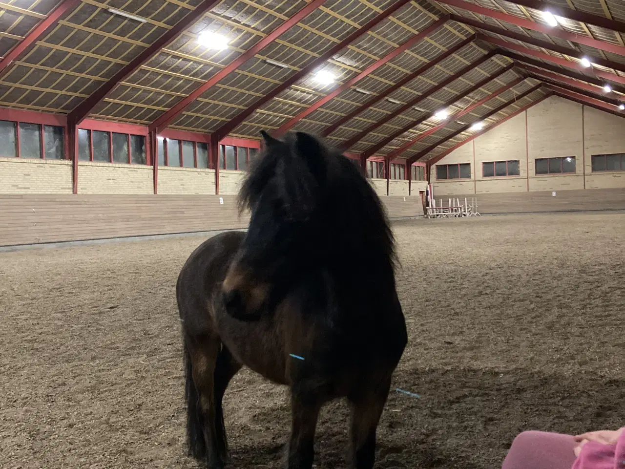 Billede 15 - Sødeste miniature pony sælges/byttes