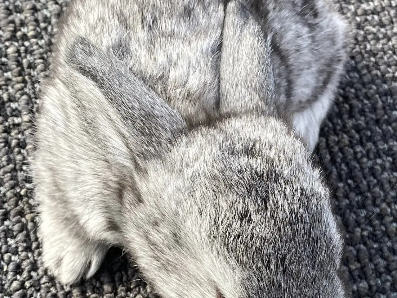 Billede 5 - FRANSK VÆDDER HAN CHINCHILLA